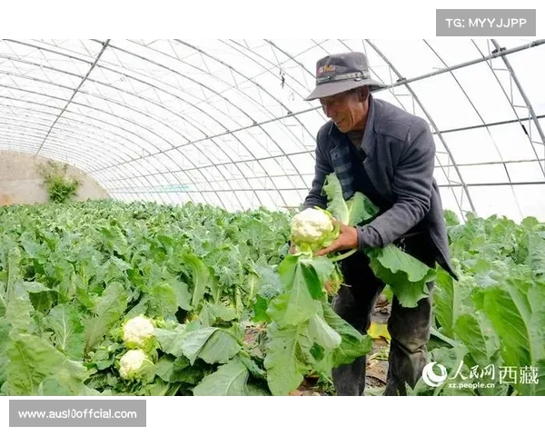 温网草莓原料危机缓解 英国皇室捐赠庄园助力新品种培育